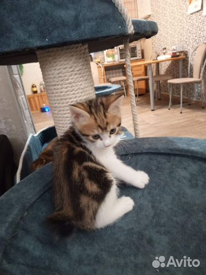Котята разных окрасов