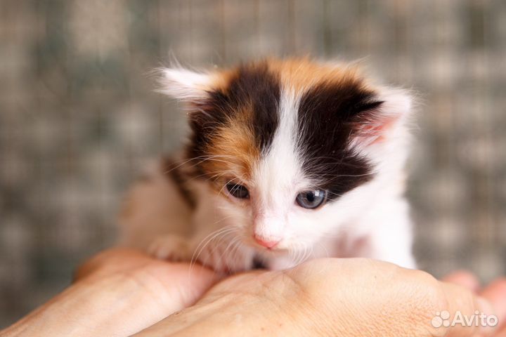 Красивый котенок