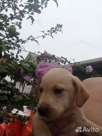 Щенки лабрадора