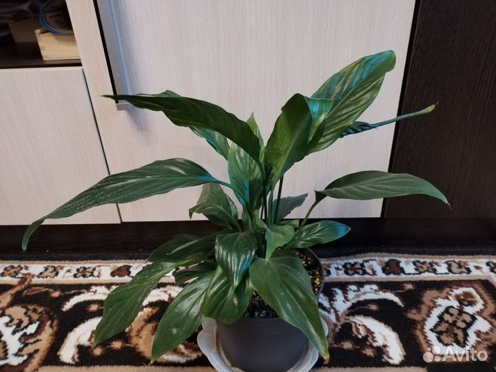 Спатифиллум Беллини