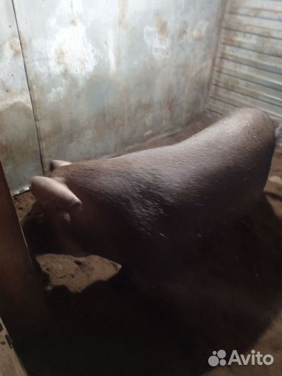 Поросята. Хряк