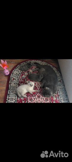 Шотландские котята