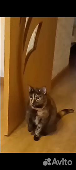 Кошка