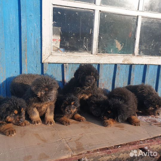 Тибетский мастиф щенки