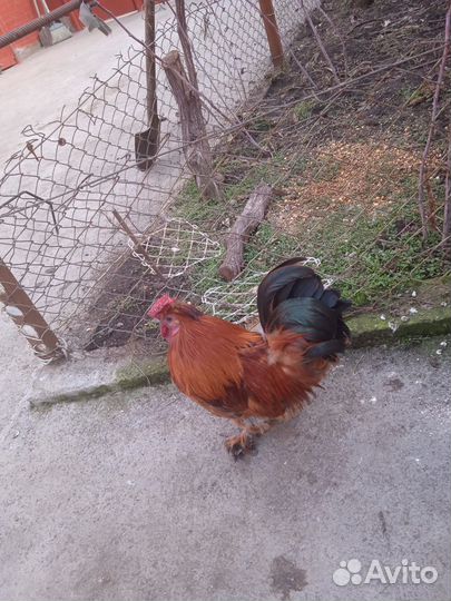 Декоративные куры