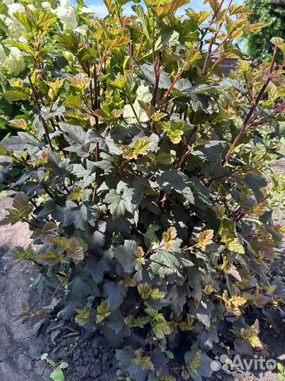 Пузыреплодник