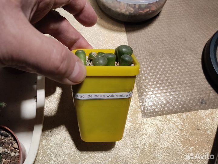 Кактус вариегантный, жёлтый с детками