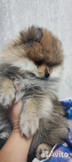 Продам Померанского Шпица (не мини)