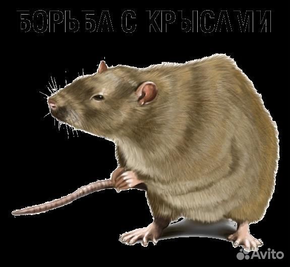 Средство от крыс