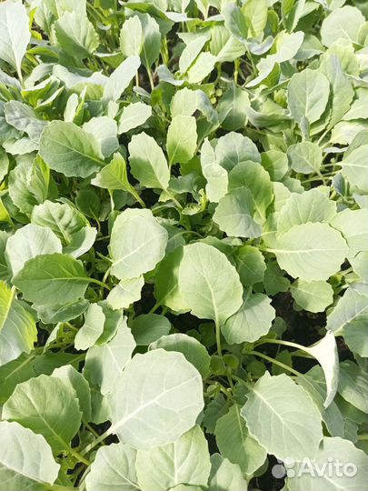 Рассада капусты