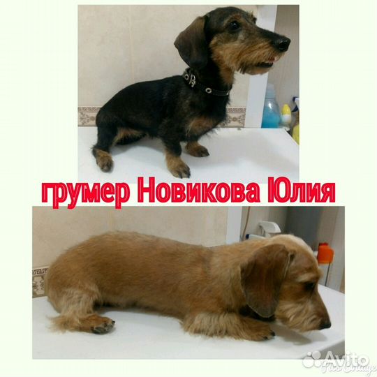 Стрижка собак и кошек. Без наркоза