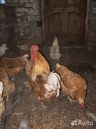 Петухи домашние