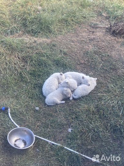 Якутская лайка