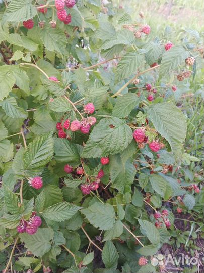 Желтая и красная малина саженцы