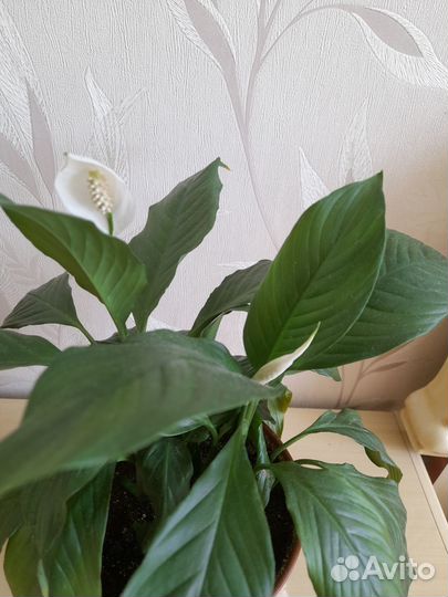 Спатифиллум продаются отростки
