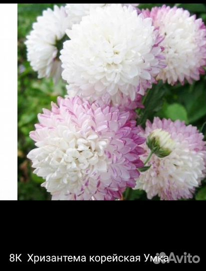 Корейская хризантема