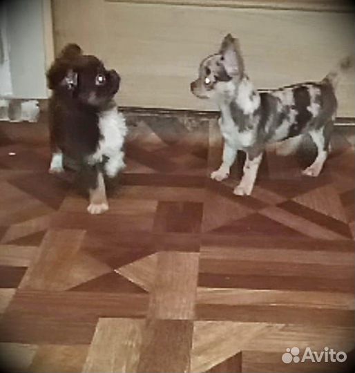 Чихуашечка