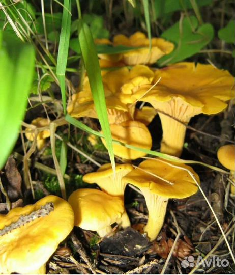 Грибы лисички