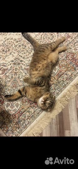 Кот на вязку вислоухий шотландец