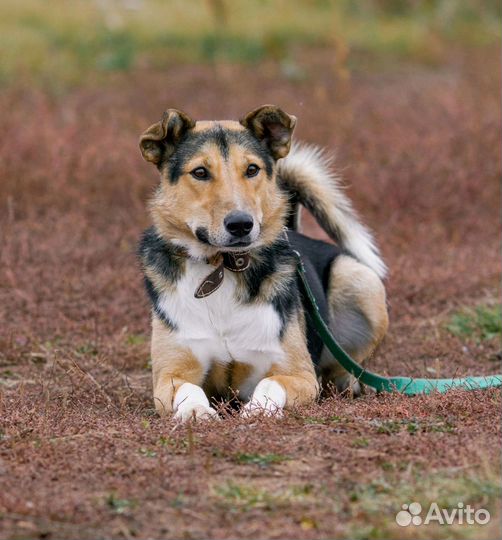 Собака в добрые руки Митяй