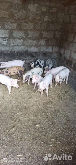 Продажа поросят