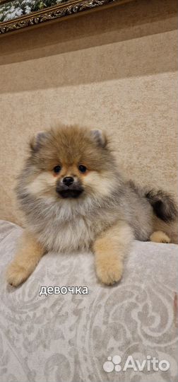 Щенки Шпицуль медвежьего,лисьего типа