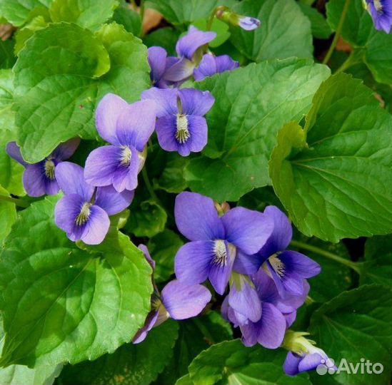 Примула, первоцветы