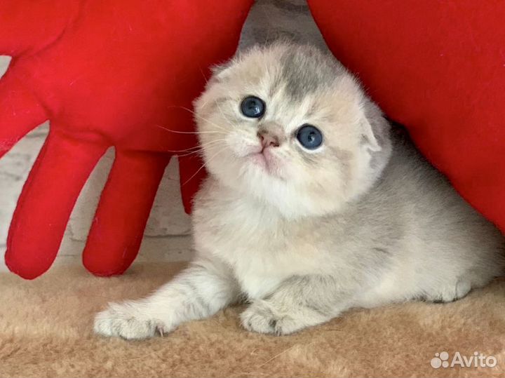 Шотландские Котята: Золотые и Серебристые окрасы