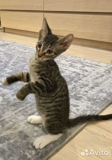Котята