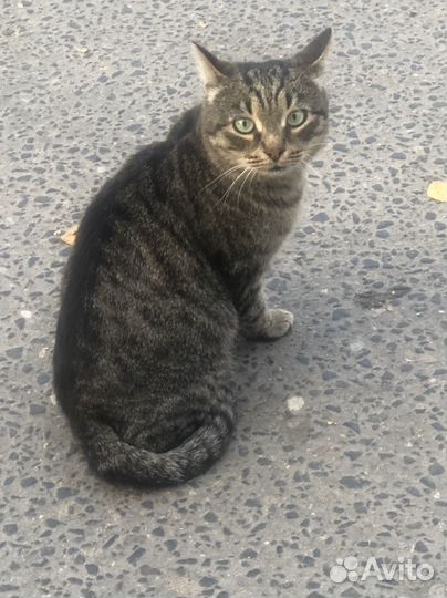 Помогите выжить