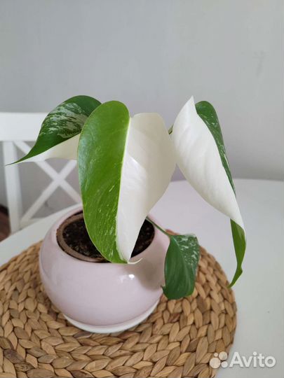 Монстера вариегатная Альба