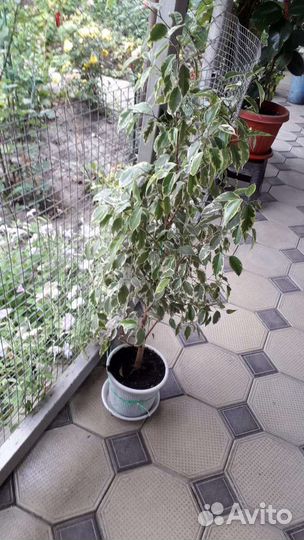 Фикус бенджамина