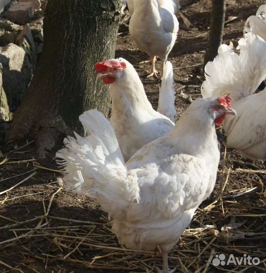 Курица несушка Доставка