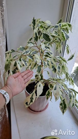 Фикус Де Гантель белый