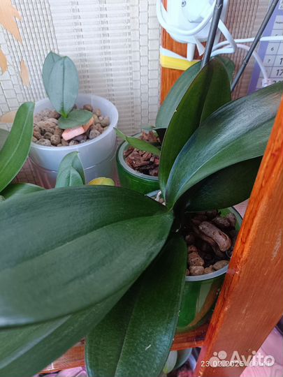 Цветущие растения