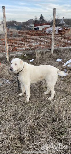 Алабай кабель вязка