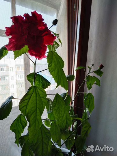 Аглаонема,гибискус