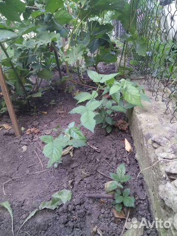 Саженцы ежевики бесшипной укрывной