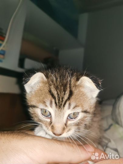 Котенок Тигруля