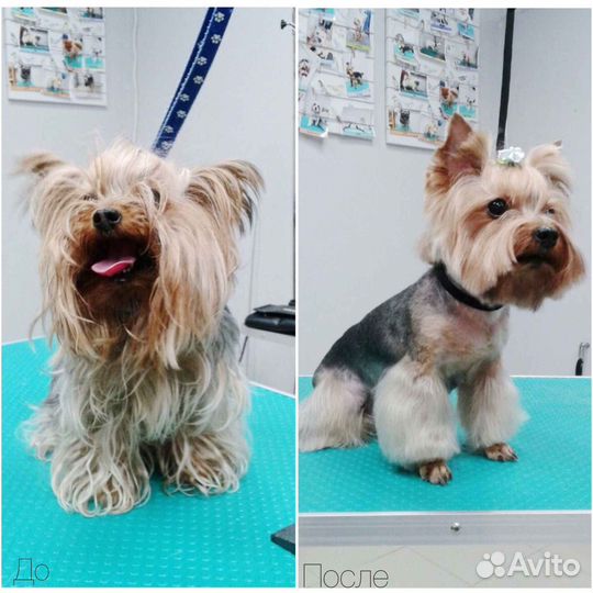 Стрижка собак и кошек