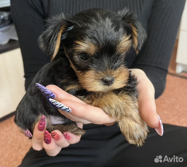 Йоркширский терьер