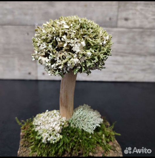 Дерево бонсай живое из цетрарии