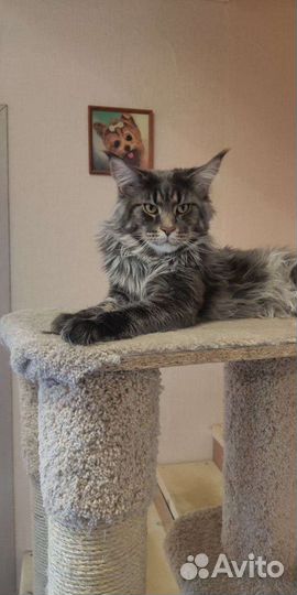 Мейн-кун вязка