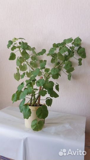 Фикус, папоротник