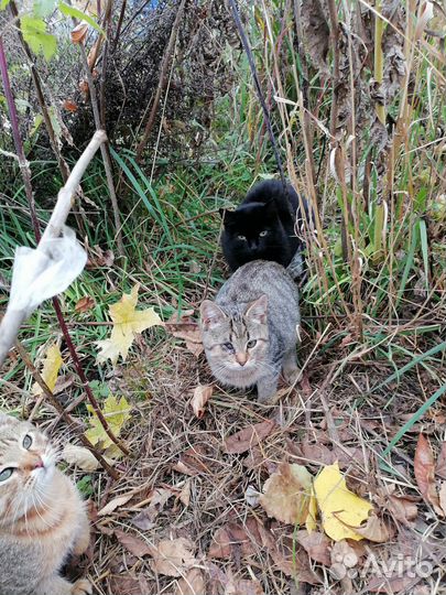 Котята дикие