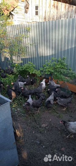 Куры молодки доминант