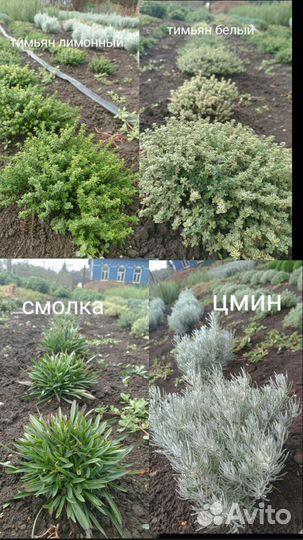 Все для сада и огорода