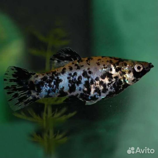 Продам малька рыбок
