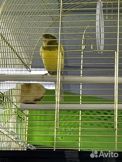 Кенар овсяночного напева самец