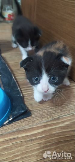 Отдам котят в добрые руки. Месяц от рождения